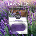 thumbnail image 2 of PUREFLOW Cabin Filter Air Freshener with Odor Eliminator – Fits on Most Car, Truck, and SUV Cabin Air Filters - Lavender, 2 of 9