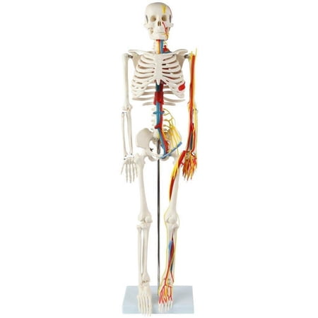 Anatomy Lab Durable Miniature 35  Skeleton with Nerves  Veins and Arteries price history on PriceWatchPro