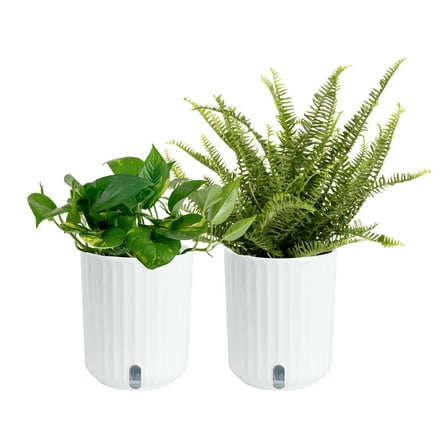 Costa Farms 8" Pothos and 14" Fern Live House Plants in 5" Self-Watering Planter