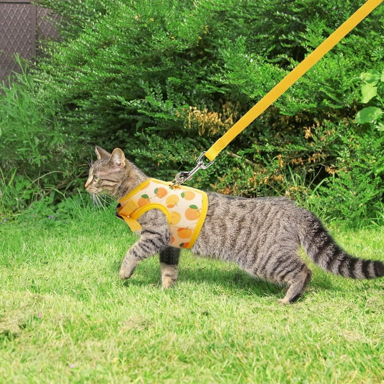 A Cat Harness with Leash and Collar for Walking Escape Proof