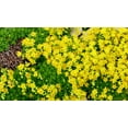 thumbnail image 4 of 200 GOLDEN CARPET SEDUM Acre Gold Moss Stonecrop Flower Seeds, 4 of 11