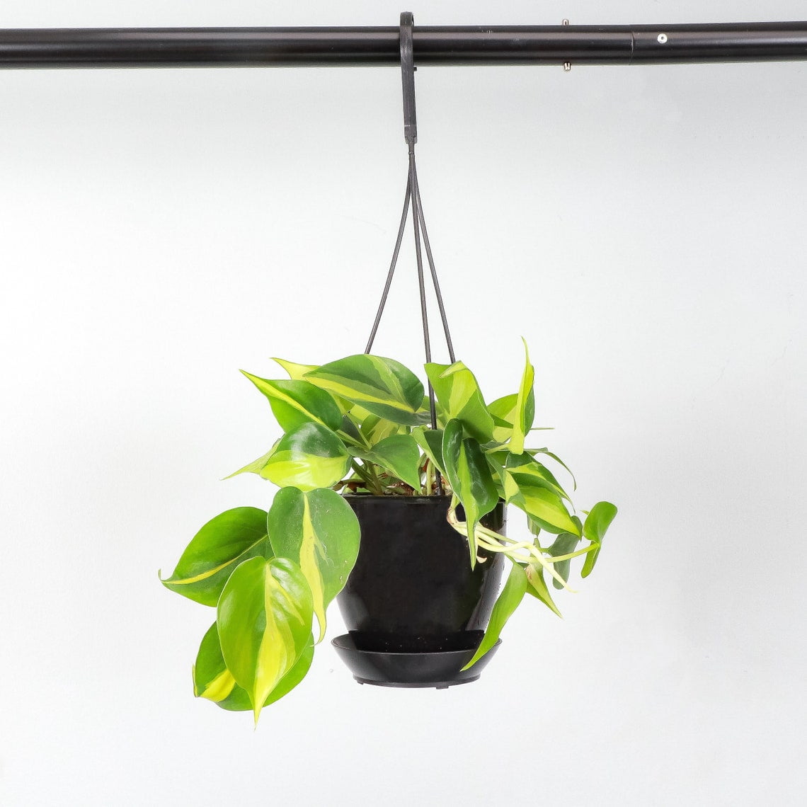 Live Brazil Philodendron Plant - 4" Hanging Pot - Black