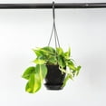 thumbnail image 2 of Live Brazil Philodendron Plant - 4" Hanging Pot - Black, 2 of 5