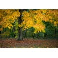 thumbnail image 2 of Miller, Anna 18x13 Gold Ornate Wood Framed with Double Matting Museum Art Print Titled - Autumn Yellow Foliage of Sugar Maple in Clifty Creek Park-Southern Indiana, 2 of 4