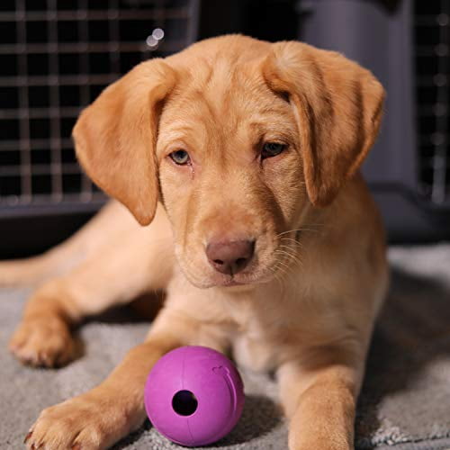 Chew King 2.5" Durable Rubber Fetch Balls Dog Toy, 8 Pack