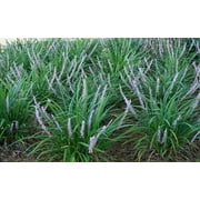 Pt Liriope Big Blue