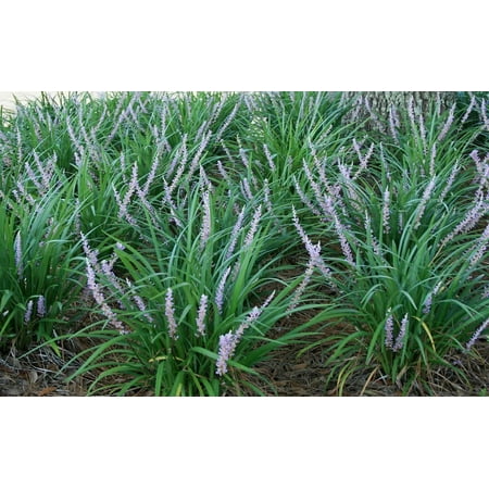 Pt Liriope Big Blue