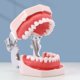thumbnail image 2 of Modelo Dental de resina, modelo de entrenamiento Typodont, modelo de dientes para adultos para práctica de técnico Dental, equipos de dentista para enseñanza de mandíbula de goma, 2 of 5