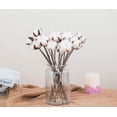 thumbnail image 3 of Paquete de 30 flores de algodón secas reales con tallo, 30 cm, 3 of 6