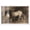 White Frame, variant on Dark Horse Shadowbox Print Farm Animals Art by Art Remedy, Black Frame, 15 x 10