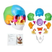22-Parts Life-Size Painted Anatomy Human Skull Model