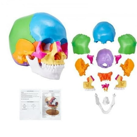 22-Parts Life-Size Painted Anatomy Human Skull Model