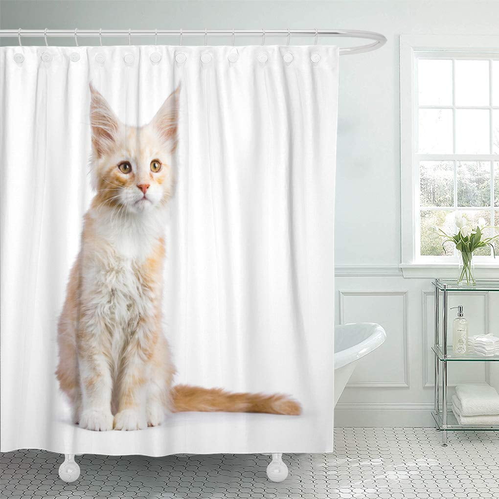 CYNLON Red Silver Maine Coon Cat Kitten Sitting Isolated on White ...