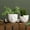 White, variant on Succulent Face Flower Pots,Set of 2 Indoor/Outdoor Planter Pots with Drainage,Ceramic Head Planters for Home Decor,Brown 5.4" & 4.7"