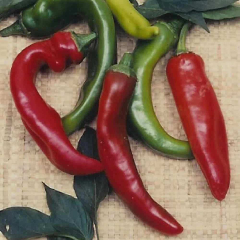 Anaheim Chili Hot Pepper Garden Seeds 1 Lbs NonGMO, Heirloom