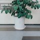 thumbnail image 4 of unbranded 4Ud Protector De Plantas Transparente Para Recoger En Interior, 4 of 8