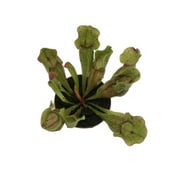 Sarracenia Purpurea Venosa Carnivorous Pitcher Plant