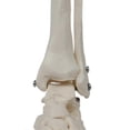 thumbnail image 2 of Foot Joint Model, Human Anatomy Model, Life Size, Foot Anatomy Model, 2 of 5