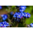 thumbnail image 2 of Forget-Me-Not Seeds/ Perennial/ Full Sun/400 Seeds 1/4 Gram/ Zellajake Farm and Garden - B254, 2 of 5