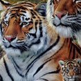 thumbnail image 3 of High Quality Fitted Sheet Tiger Home Textiles Bedding Sheet with Pillowcase Home Bedclothes,Full(54"x75"), 3 of 5
