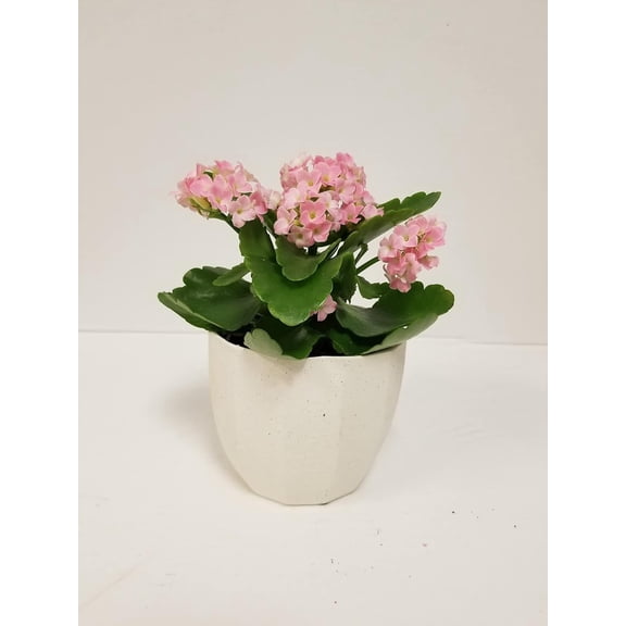 Live 4" Pink Kalanchoe in 4" White Ceramic Gift Container