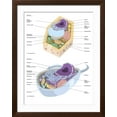 thumbnail image 2 of Art.com Comparative Illustration of Plant and Animal Cell Anatomy (With Labels) Art Print, Brown Frame Wall Art, 32" x 40", 2 of 5