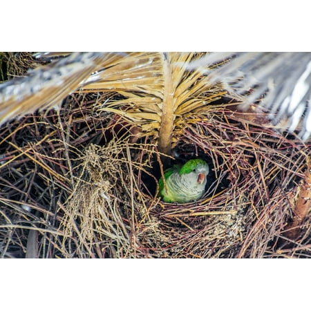 Parrot Palm Tree - Canvas Print Tree Monk Parakeet Bird Nest Green Parrot Palm Stretched Canvas 10 x 14