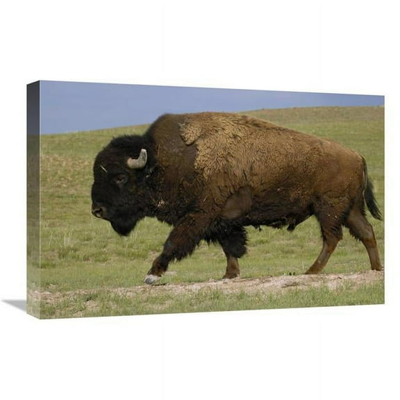 16 x 24 in. American Bison Male, Durham Ranch, Wyoming Art Print - Pete Oxford