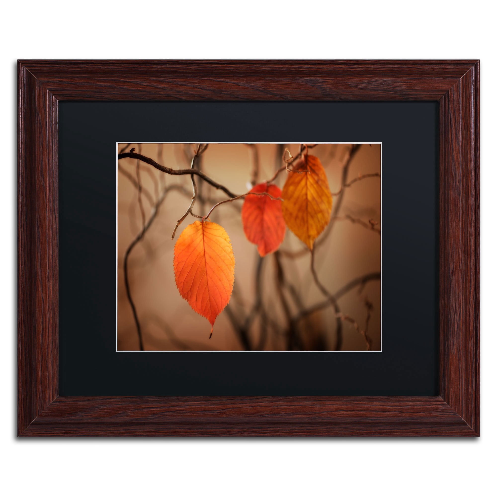 Trademark Fine Art "Leaves after Leaves" Canvas Art by Philippe Sainte-Laudy, Black Matte, Wood Frame