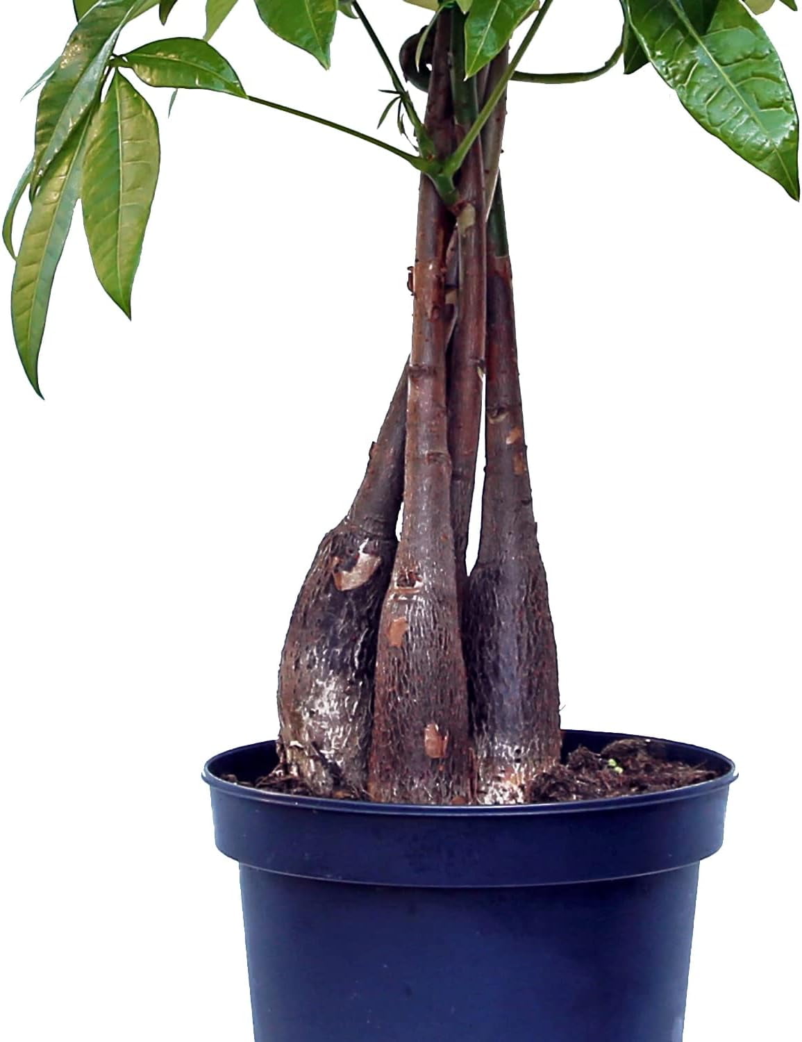 Live Money Tree, Pachira Aquatica, Large Plant, Good Luck Tree, Couples Gift, Housewarming Gift, Father's Day Gift, Indoor Plant in 6" Pot