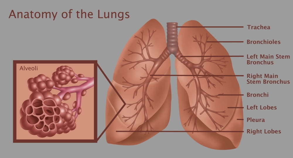 Anatomy of the Lungs with Alveoli Poster Print by Gwen Shockey/Science