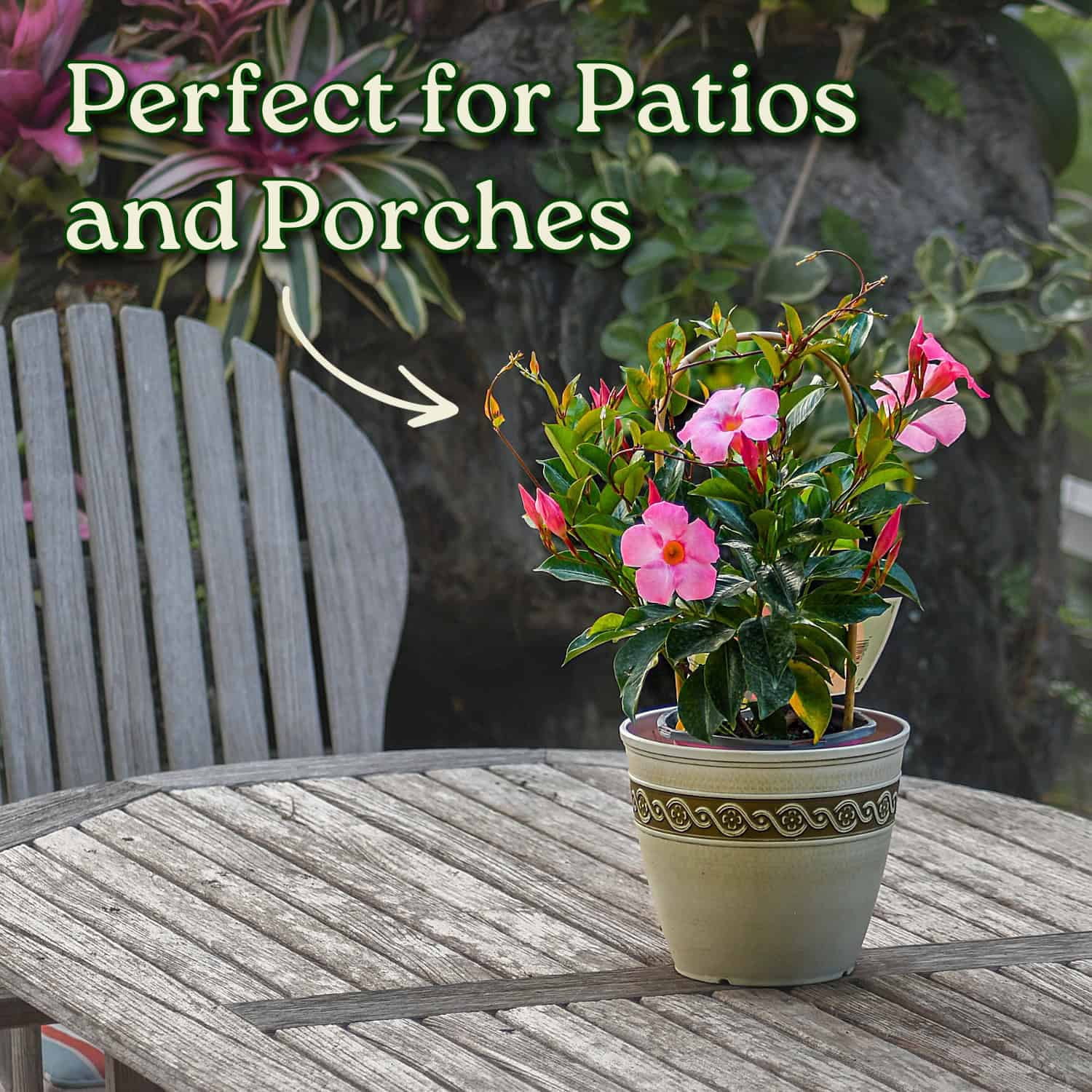 Tropical Plants of Florida 20" Pretty Pink Dipladenia Live Plants in 6" Planter