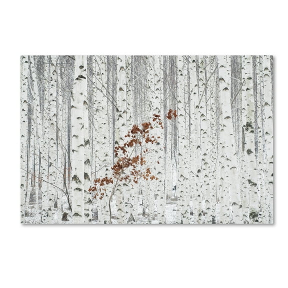 Trademark Fine Art 'From White' Canvas Art by Donghee, Han