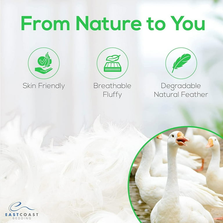 Goose down cheap bulk