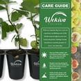 thumbnail image 2 of LSU Gold Fig Tree - 1 Live Plant in a 3 Inch Growers Pots - Ficus Carica - Edible Fruit Bearing Tree for The Patio and Garden, 2 of 6