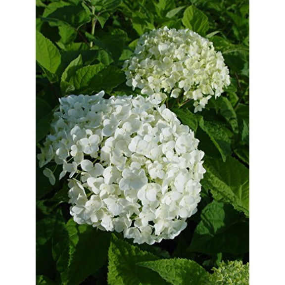 Annabelle Smooth Hydrangea