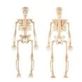 thumbnail image 2 of Human Skeleton Model, Anatomical Skeleton Figure for Educational, Classroom, Medical, and Halloween Decoration Display White Skeleton, 5.9 Inch, 1PC, 2 of 6