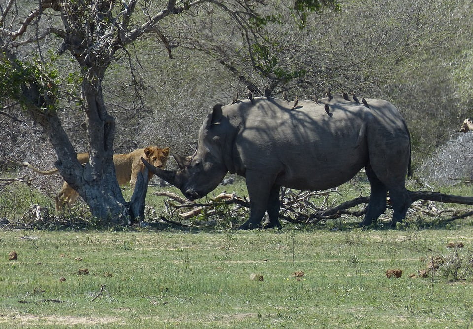 white rhinoceros predators
