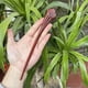 thumbnail image 1 of Horquilla antigua tallada en madera de sándalo rojo lobular, placa para el cabello, artesanías de madera pulida a mano, regalos antiguos de caoba, 1 of 6