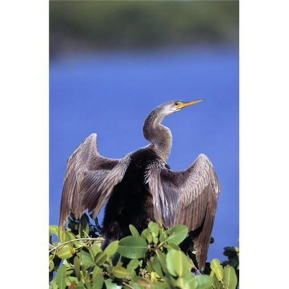 Anhinga Poster Print by Natural Selection David Ponton - 12 x 18