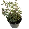 thumbnail image 3 of Dusky Bells Fuchsia Correa - Australian Red Fuchsia - 5" Pot, 3 of 3