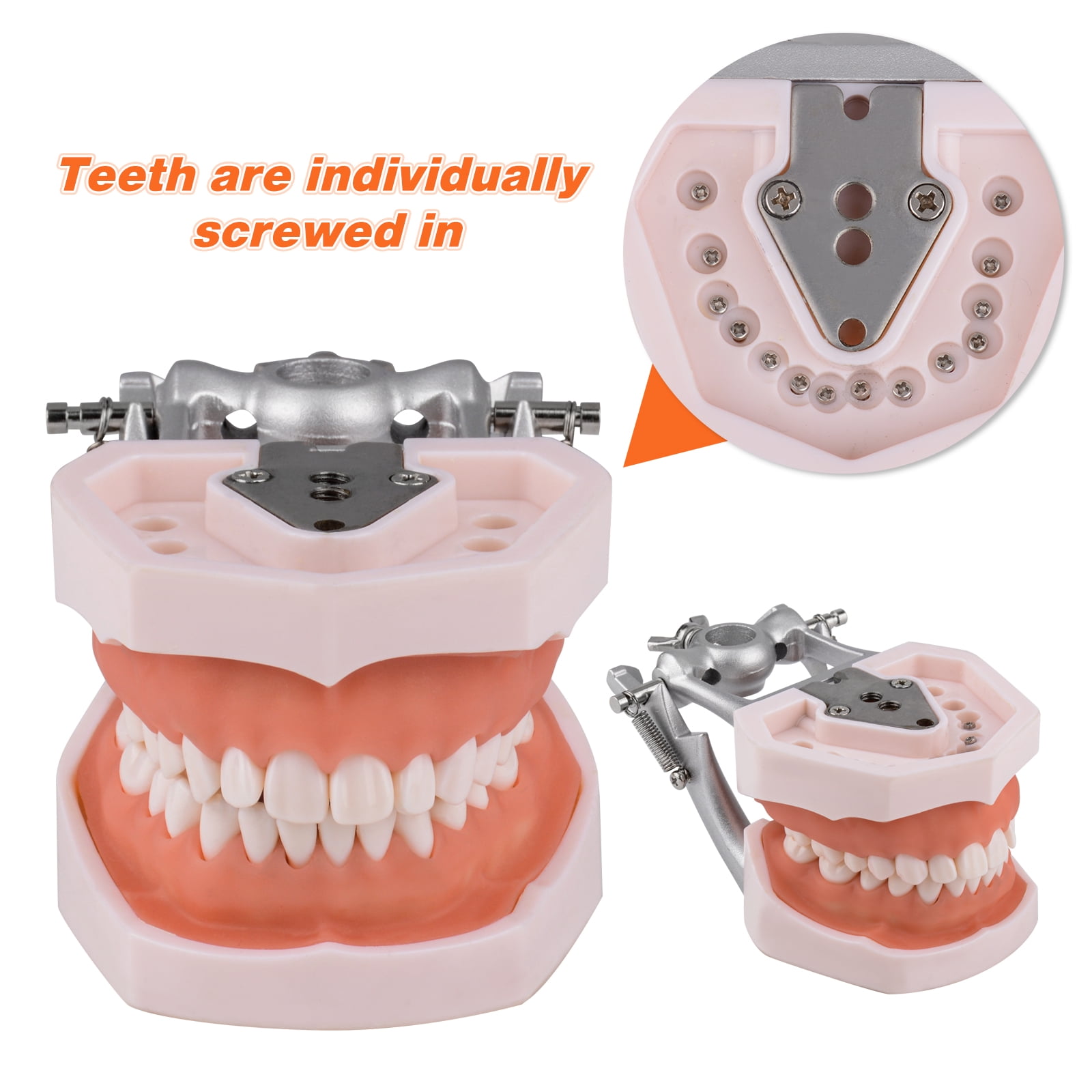 Typodont Teeth Model Includes 20pcs of Special Black Replacement Teeth