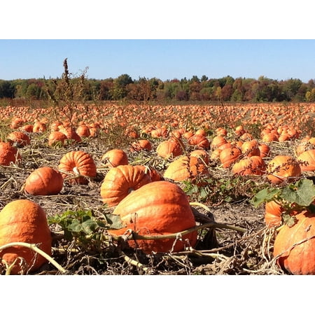 - Canvas Print Field Autumn Halloween Fall Pumpkins Holiday Stretched Canvas 10 x 14