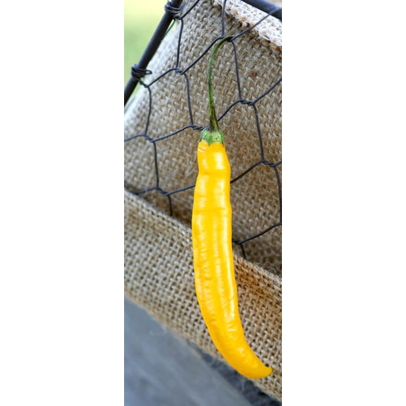 Andean Aji Capsicum Baccatum Gold Heirloom Pepper Premium Seeds Packet