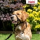 thumbnail image 5 of Collar para perro Halti, antitirones, ajustable, reflectante, negro, 5 of 6