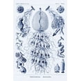 thumbnail image 2 of Haeckel, Ernst 13x18 White Modern Wood Framed Museum Art Print Titled - Haeckel Nature Illustrations: Siphoneae Hydrozoa - Dark Blue Tint, 2 of 4