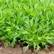210 Seeds Mizuna Japanese Mustard Seeds – Crisp & Mild Asian Greens – Perfect for Salads and Soups - Non GMO Heirloom Greens – Easy to Grow