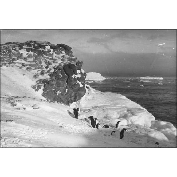 24"x36" Gallery Poster, Photographs of the Nimrod Expedition (1907-09) to Antarctica, led by Ernest Shackleton, Penguins