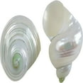 thumbnail image 2 of ACDANC 10 Turbo Mini Pearled Seashells 1.25-2" (Set of 10), 2 of 3