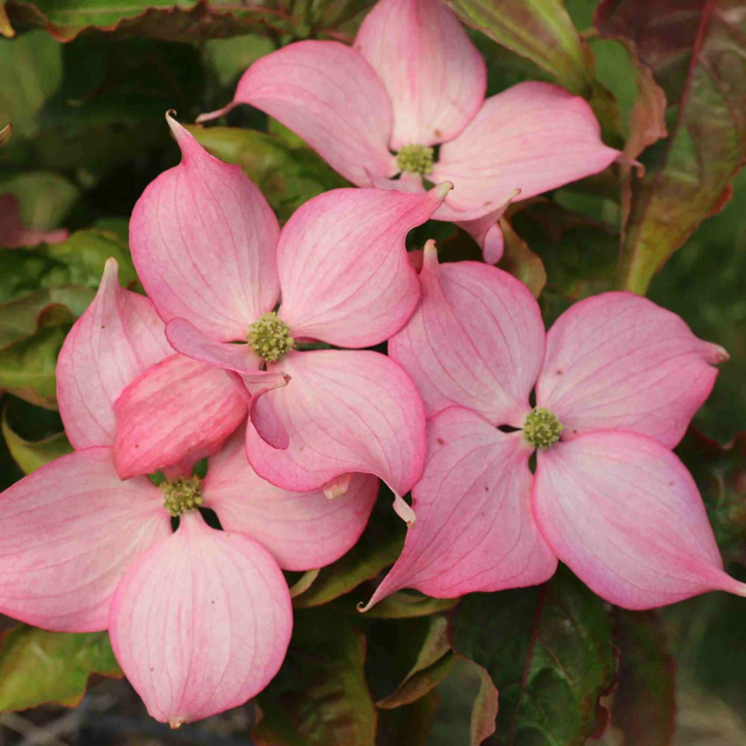 Expert Gardener 4-5' Dogwood Rosy Teacups® in 2 gal. Grower Pot